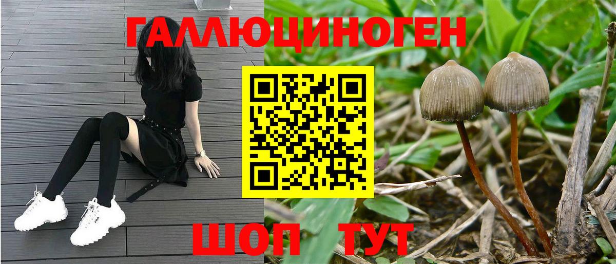 Прохладный  Псилоцибиновые грибы MAGIC MUSHROOMS  Вход с VPN 
